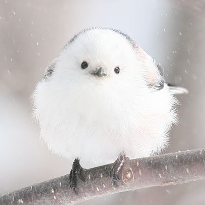 プロフ